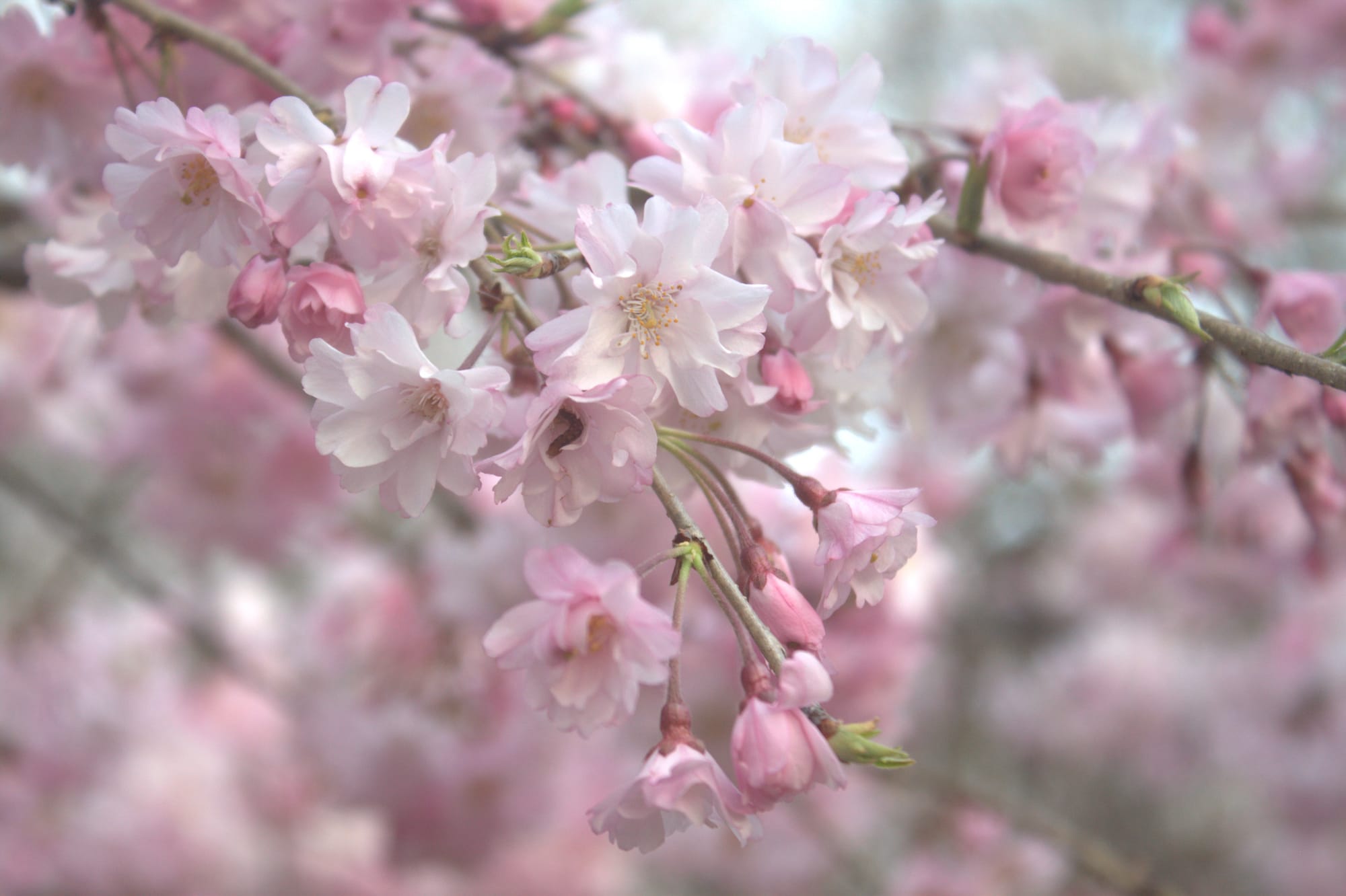 Sakura in Kyoto and Personal Share